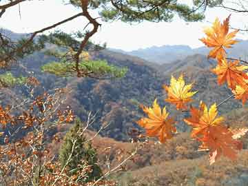 寧夏明星璀璨閃耀，探尋寧夏的明星風(fēng)采