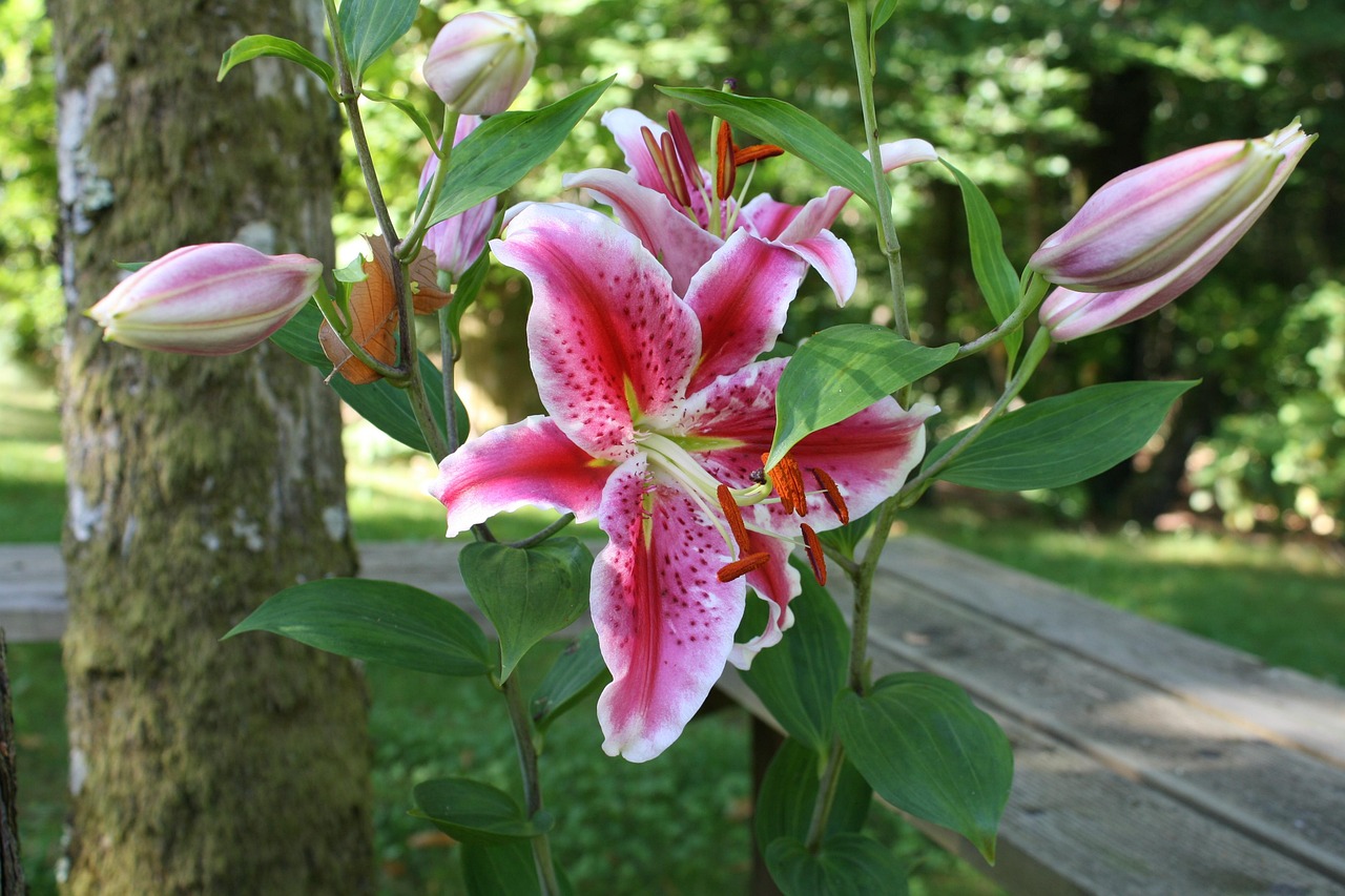 百合日本動漫，綻放的藝術(shù)之花