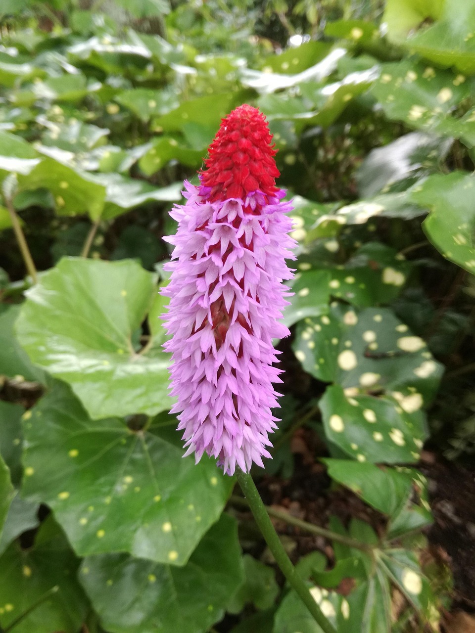 合肥長(zhǎng)豐崗集蓬勃發(fā)展新篇章，最新動(dòng)態(tài)與進(jìn)展