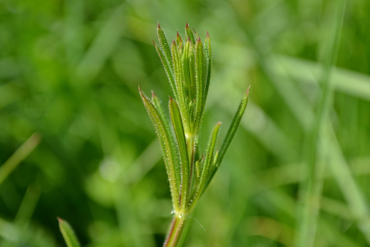 菲律賓最新疫情動態(tài)，挑戰(zhàn)、應(yīng)對策略揭秘