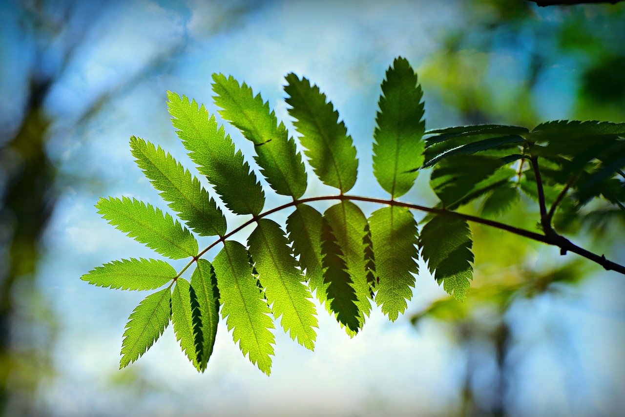 綠朗時光最新資訊，開啟綠色生活新篇章的探索