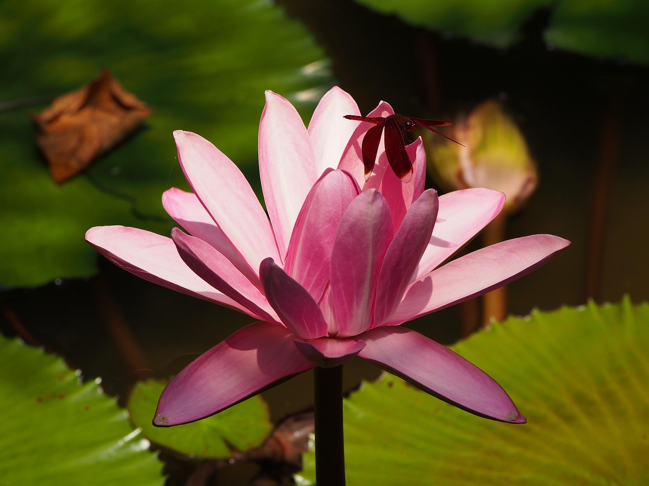 江西蓮花最新資訊，活力綻放，展望發(fā)展之路