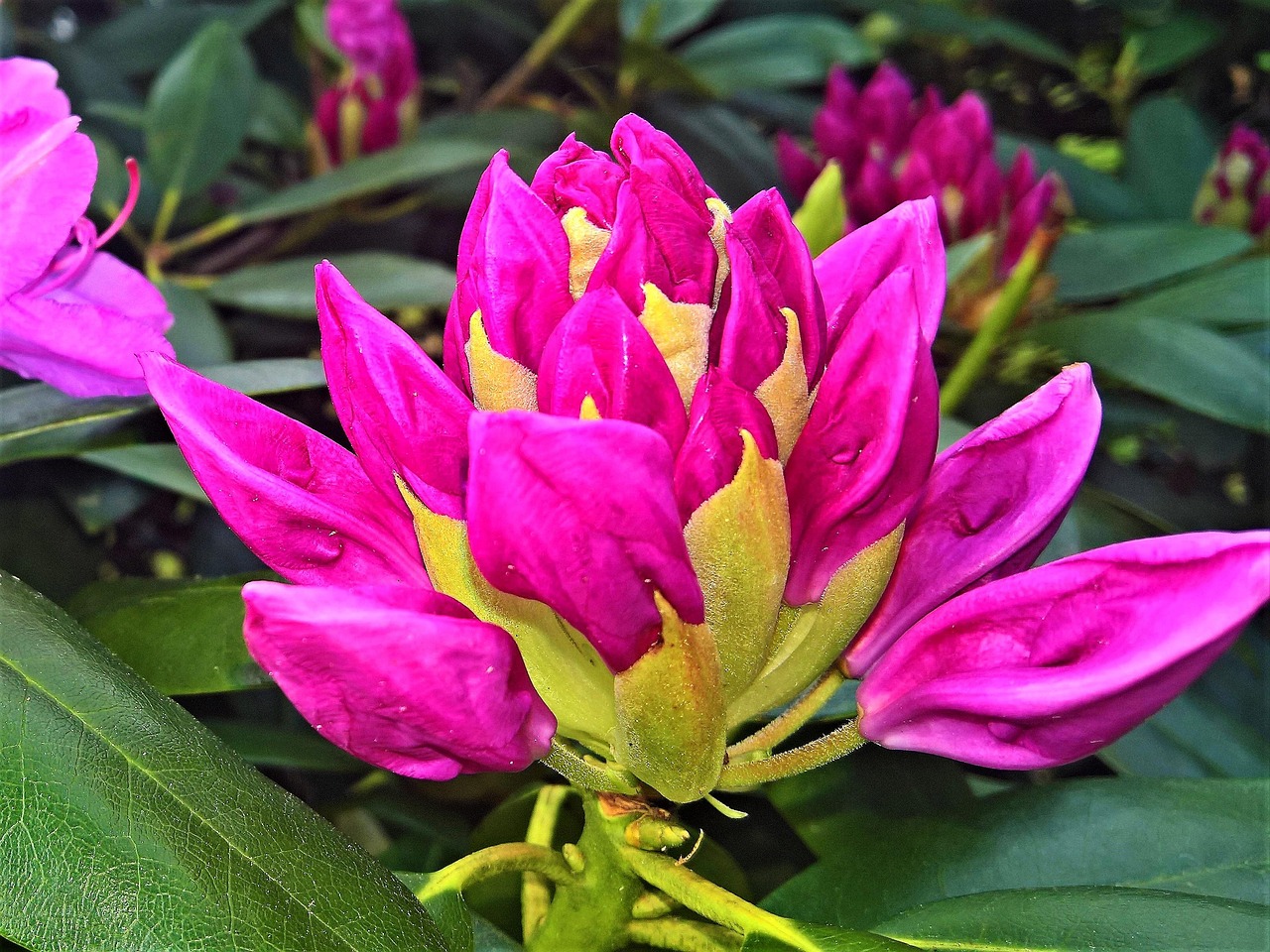 杜鵑，明星之路，榮光綻放的舞臺(tái)焦點(diǎn)
