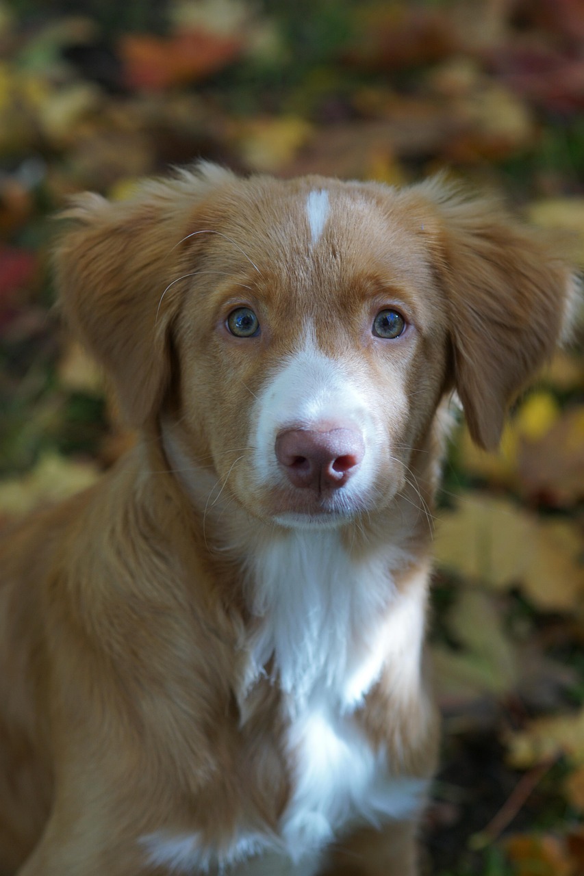 最新萌犬新星，可愛力量融化人心