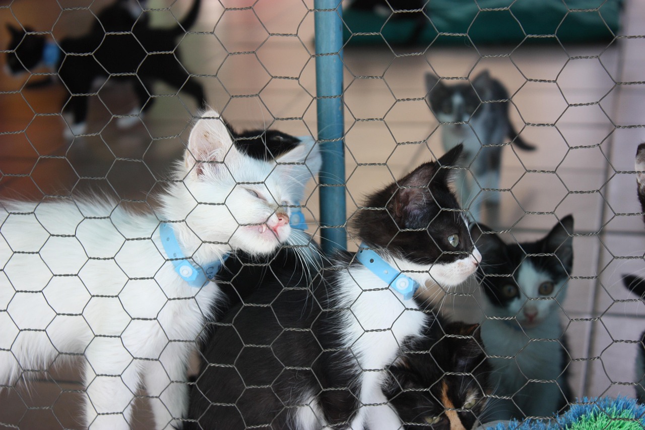 光輝犬舍新引進(jìn)種犬，開啟繁育新篇章