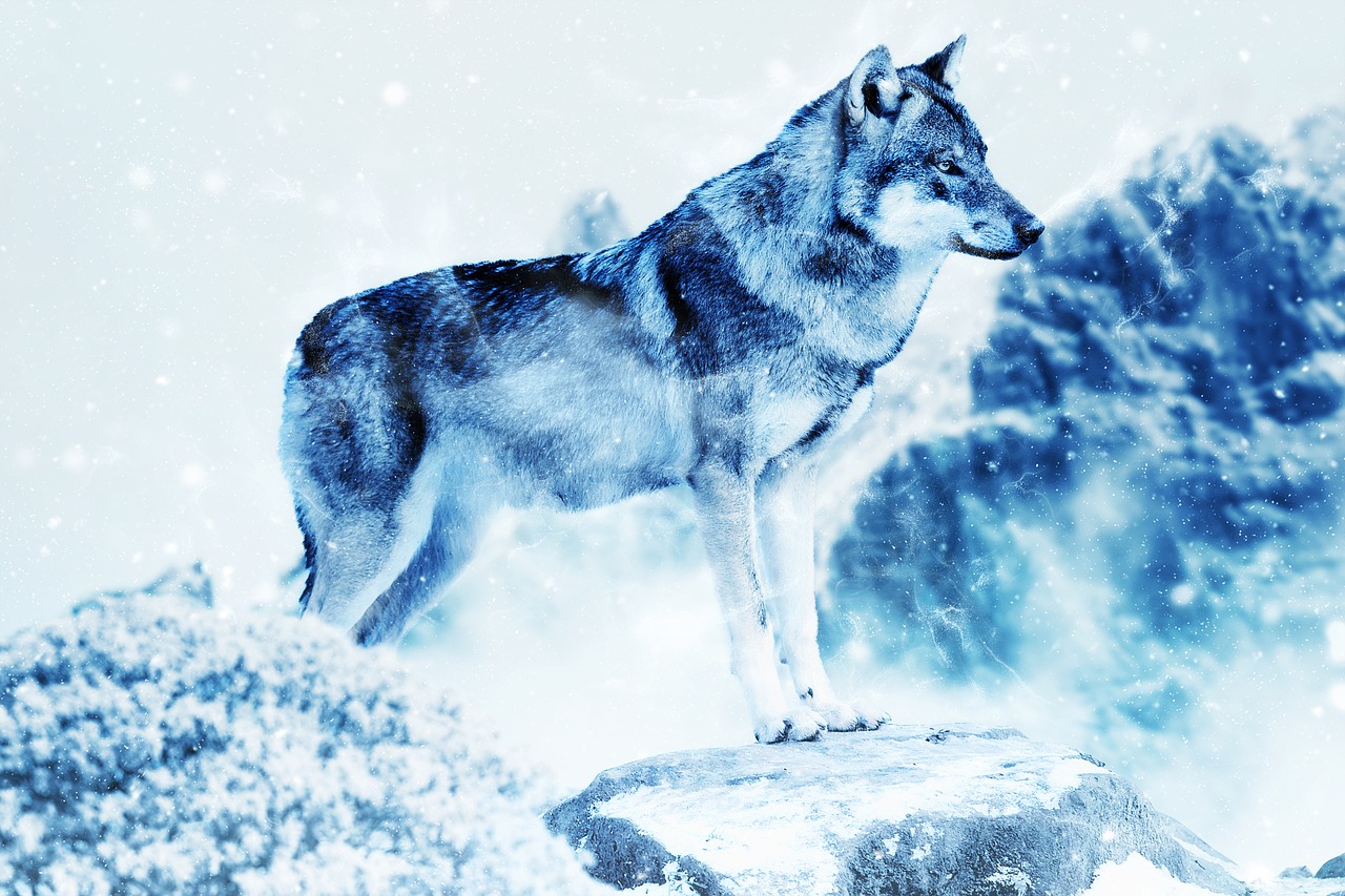 探索雪景動漫圖片的魅力，冬日雪景的藝術(shù)展現(xiàn)
